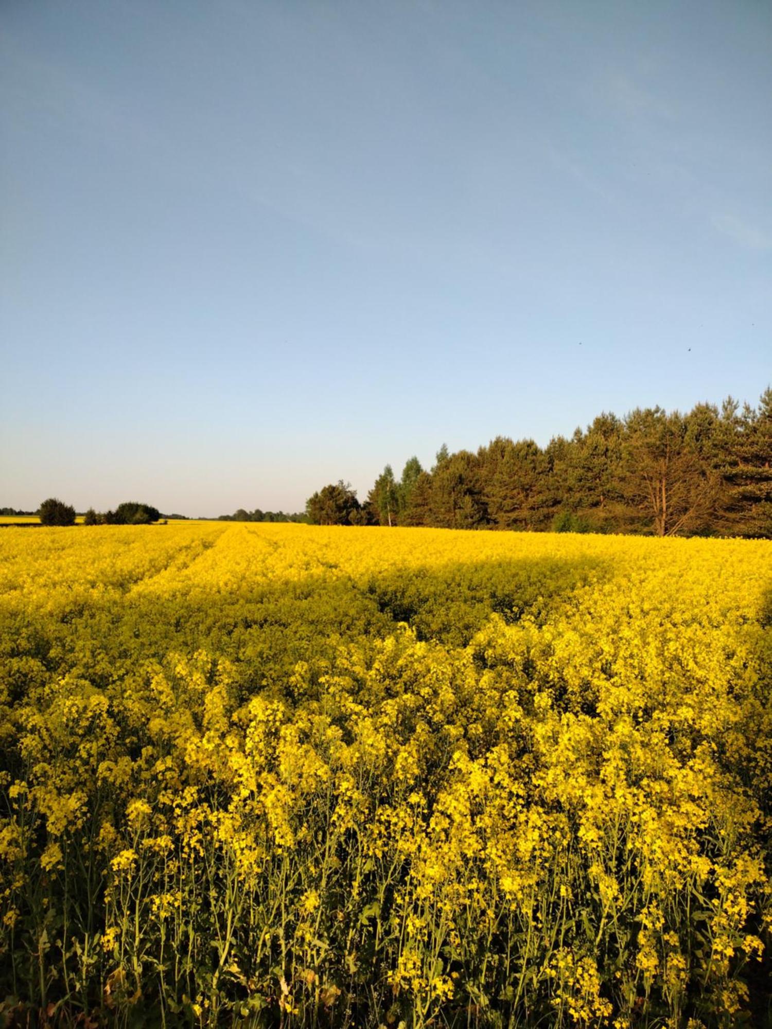 Panorama Podlasie Home&Spa Czyze المظهر الخارجي الصورة